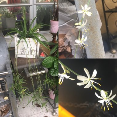 Chlorophytum viridescens 'Hawaiian'