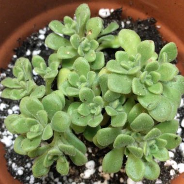 Aeonium Lindleyi var. Viscatum