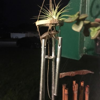 Tillandsia