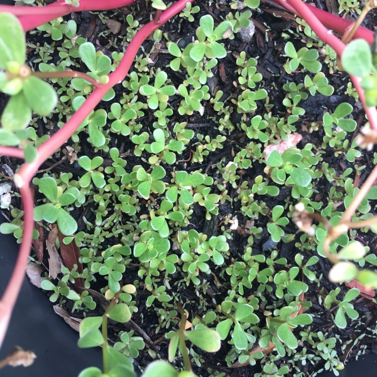 plant image 839513