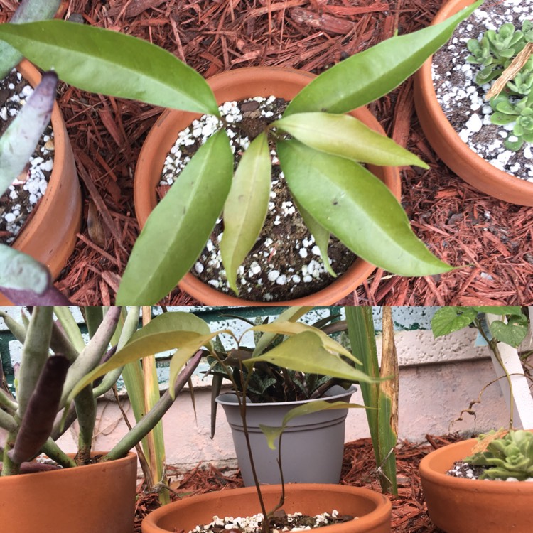 plant image 839525