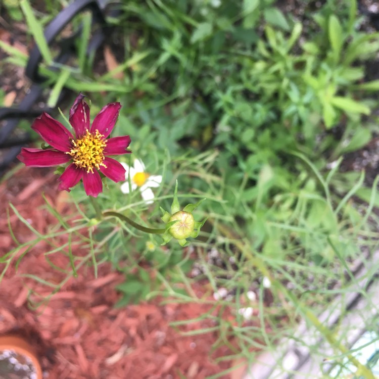 plant image 841286