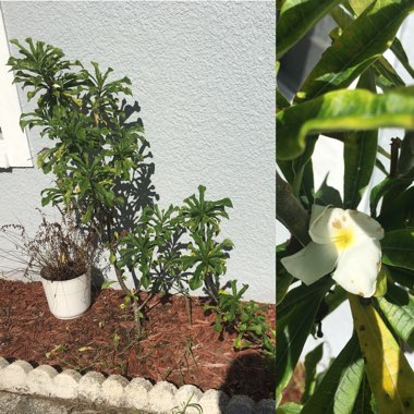 Plumeria pudica