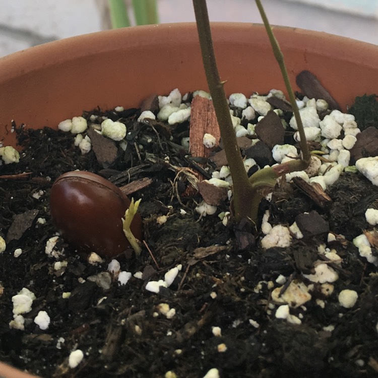 plant image 845104
