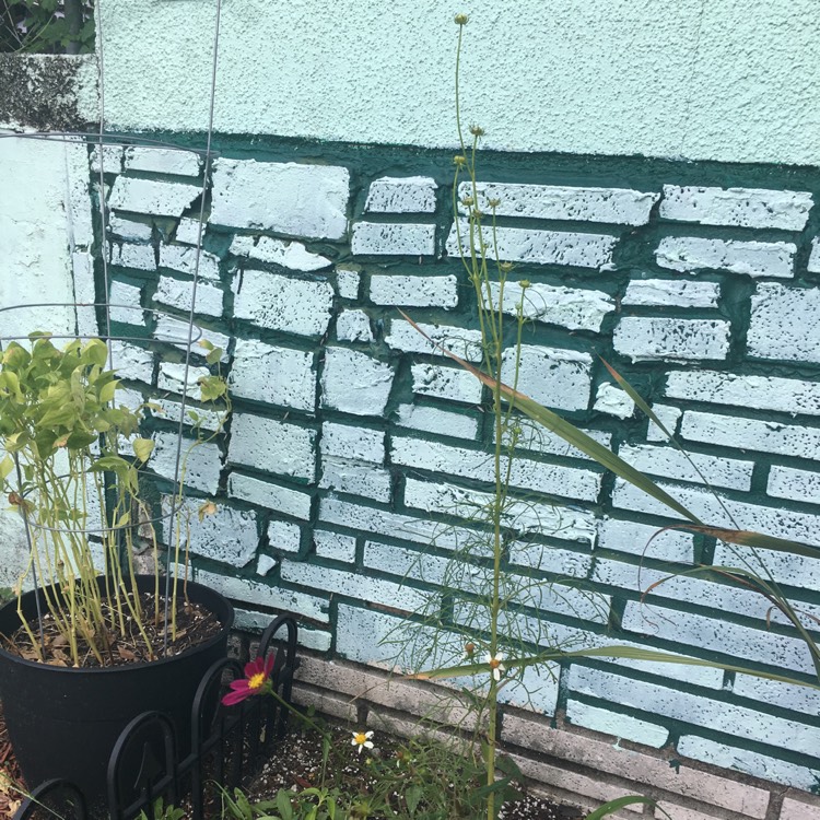 plant image 846675