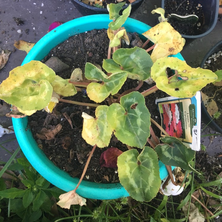plant image 849866 plant image 849866
