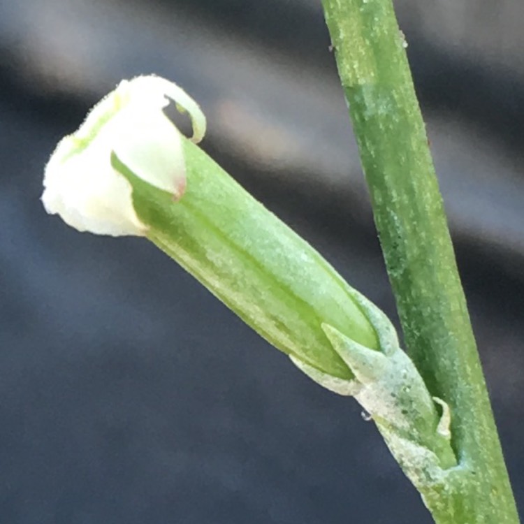plant image 850852 plant image 850852