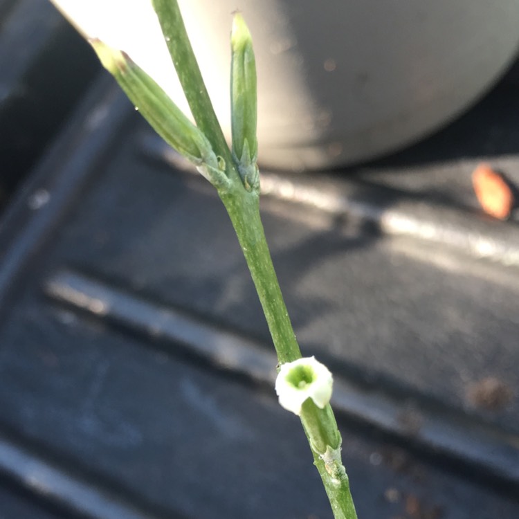 plant image 850856 plant image 850856