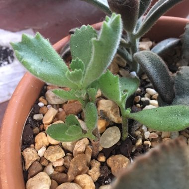 Cotyledon tomentosa