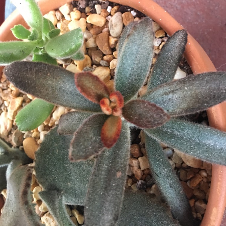 plant image 852373 plant image 852373