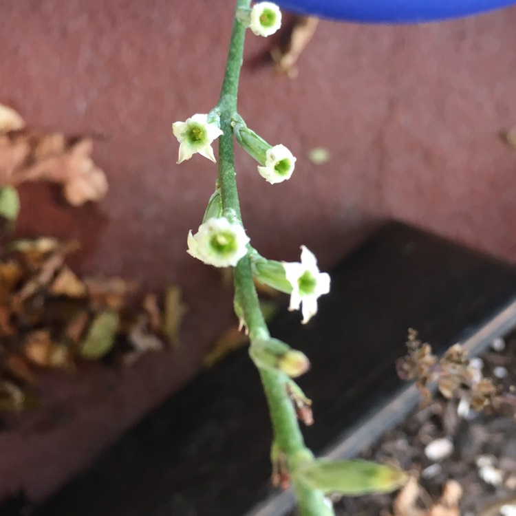 plant image 854134 plant image 854134