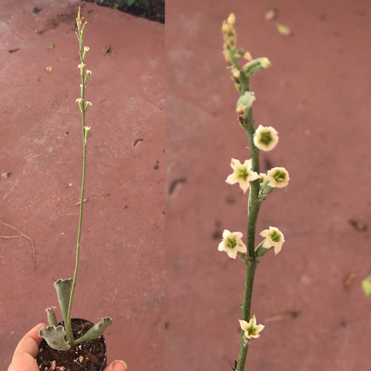 plant image 861290 plant image 861290