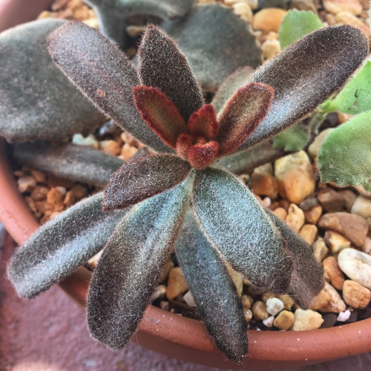 plant image 861298 plant image 861298