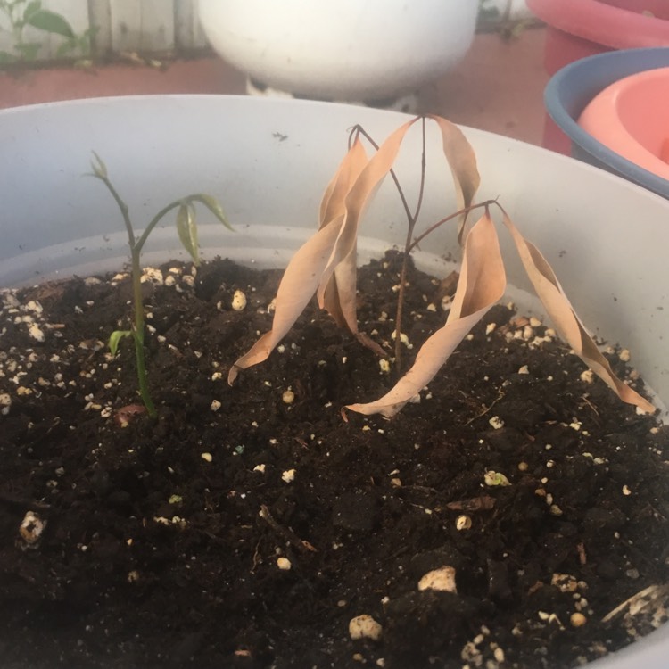 plant image 861303