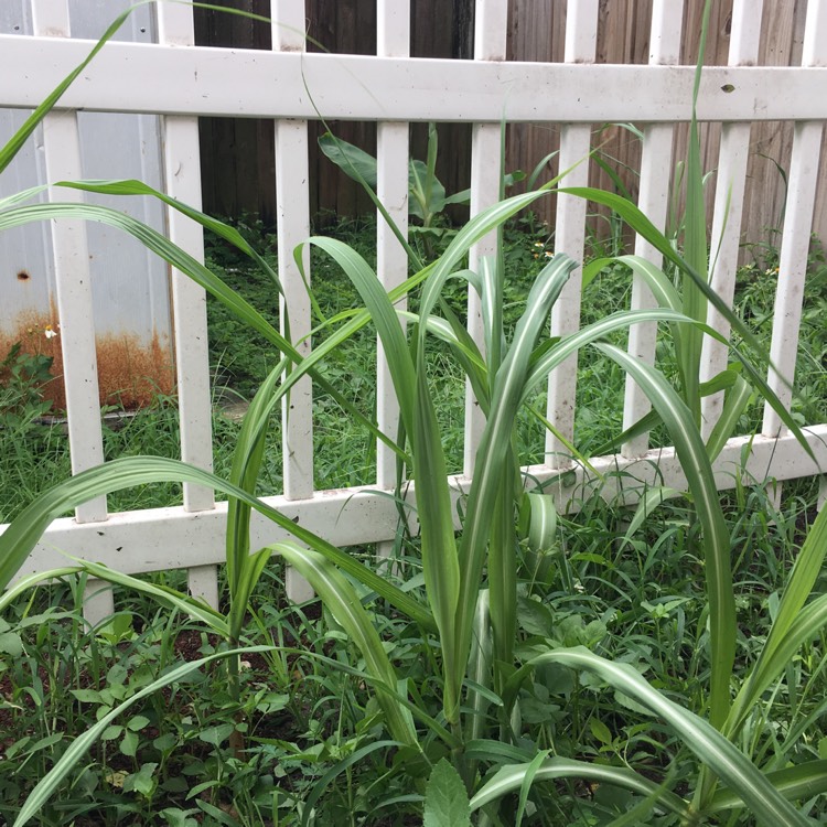 plant image 869302 plant image 869302