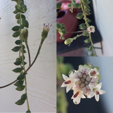 Senecio Hybrid