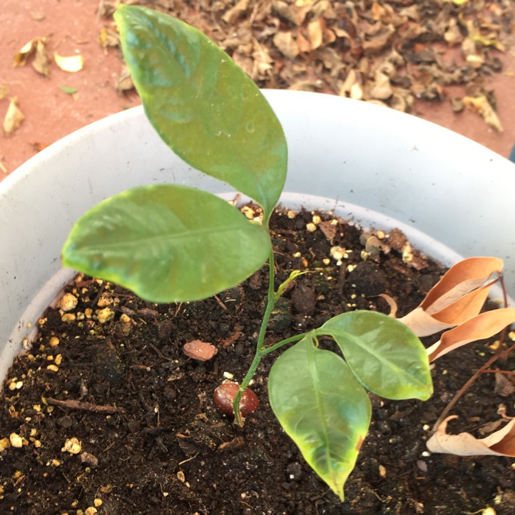 plant image 876411
