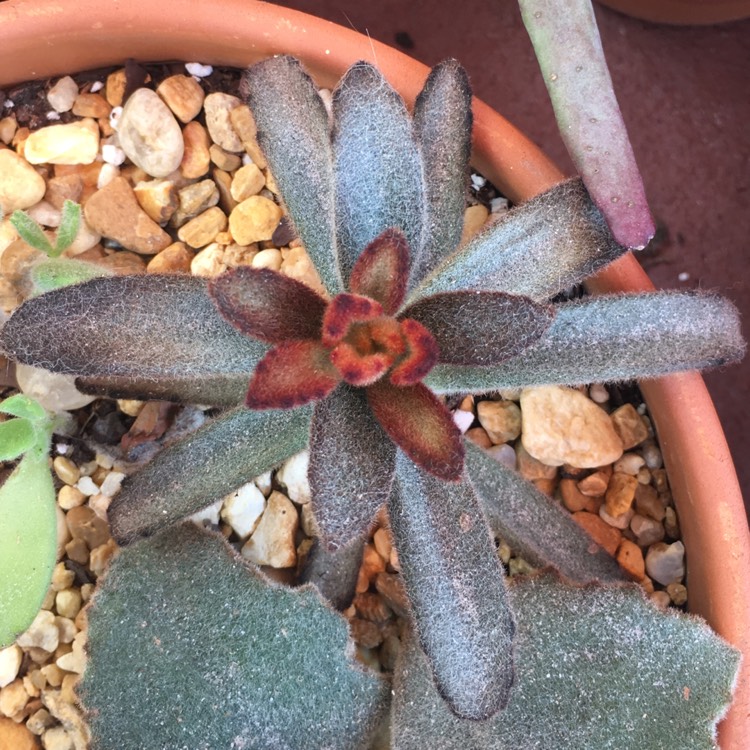 plant image 876415 plant image 876415