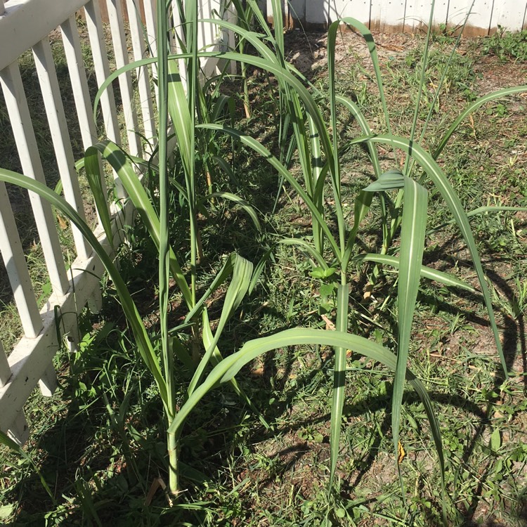 plant image 876418 plant image 876418