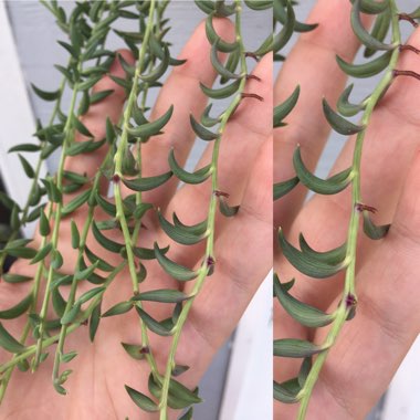 Senecio radicans