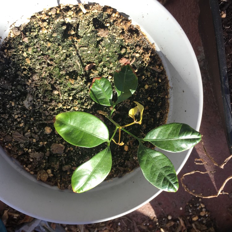 plant image 908462