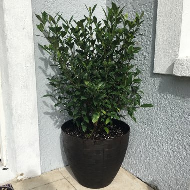 Gardenia Jasminoides 'August Beauty'
