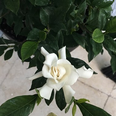 Gardenia Jasminoides 'August Beauty'
