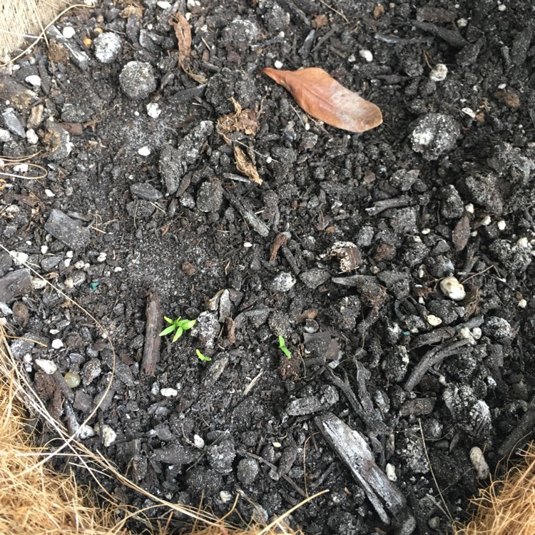 plant image 940660