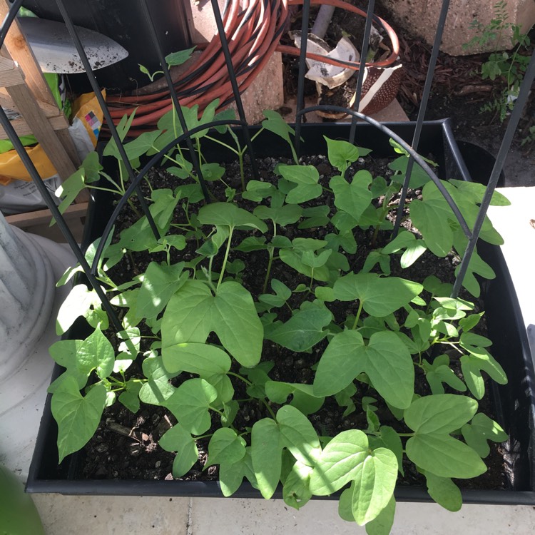 plant image 941870