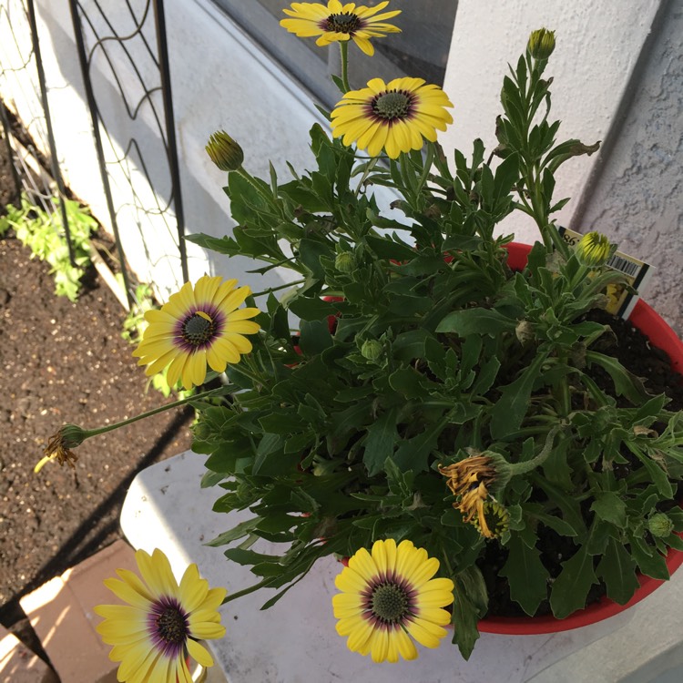 plant image 946842