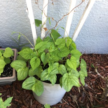 Ipomoea turbinata
