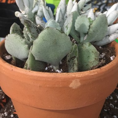Kalanchoe millottii