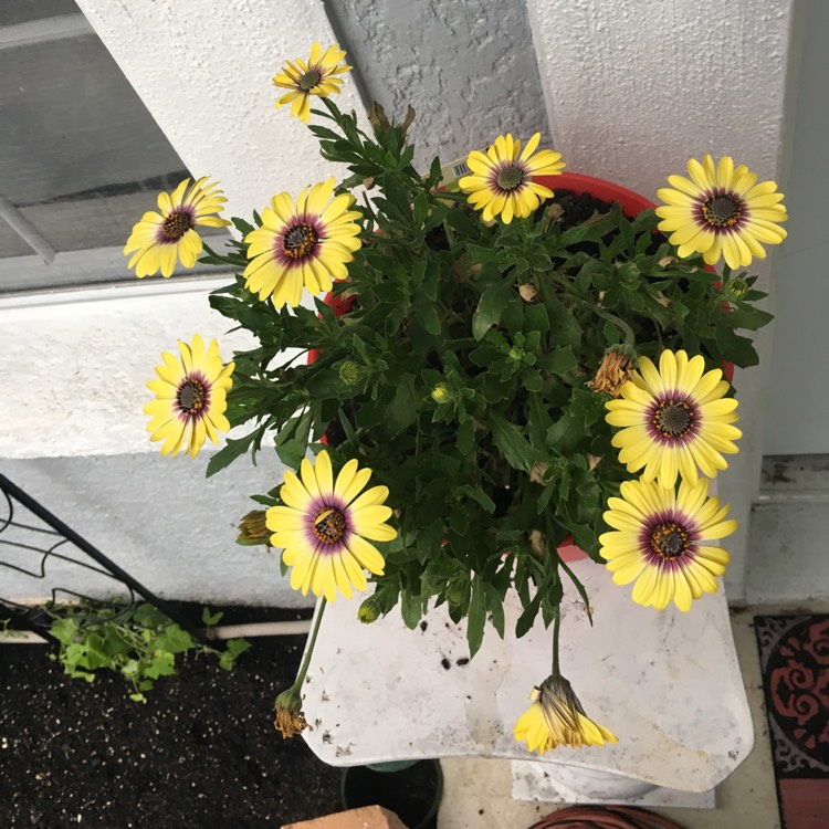 plant image 948470
