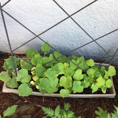 Cucumis sativus