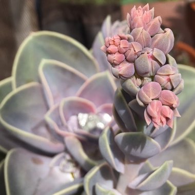 Echeveria Perle Von Nurnberg