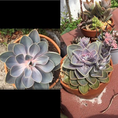 Echeveria Perle Von Nurnberg