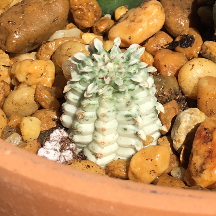 plant image 949748