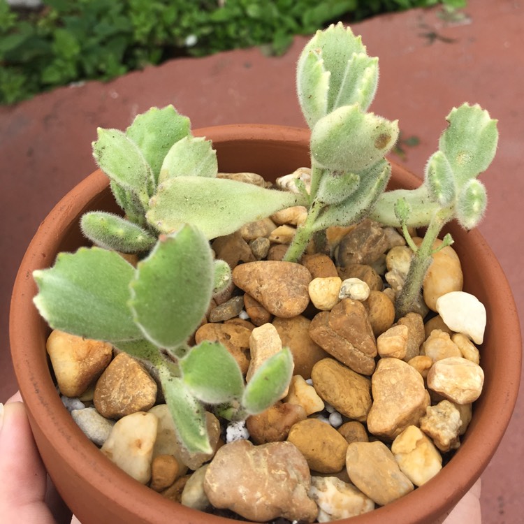 plant image 954850