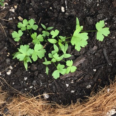 Petroselinum Crispum 'Flat-Leafed'