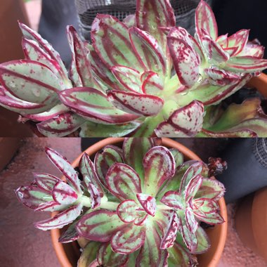 Echeveria Nodulosa