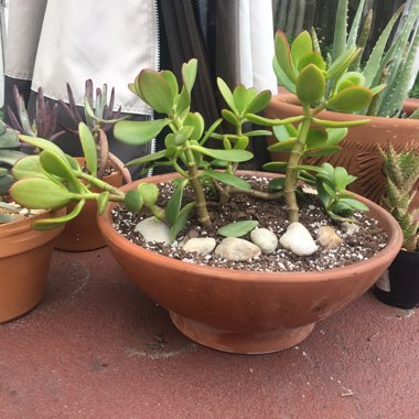 Crassula ovata syn. Crassula argentea, Crassula portulacea,Crassula obliqua,Crassula articulata,Crassula nitida,Crassula lucens.