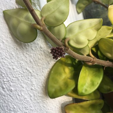 Hoya Carnosa 'Krinkle 8'