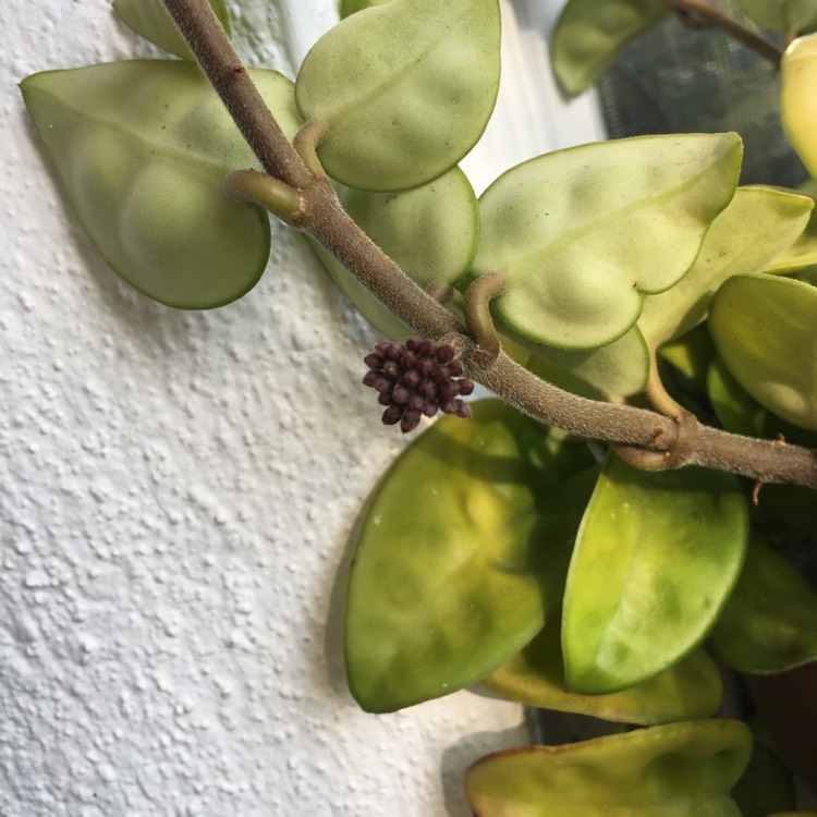 plant image 955081