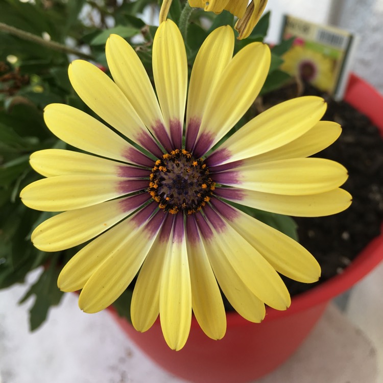 plant image 955082