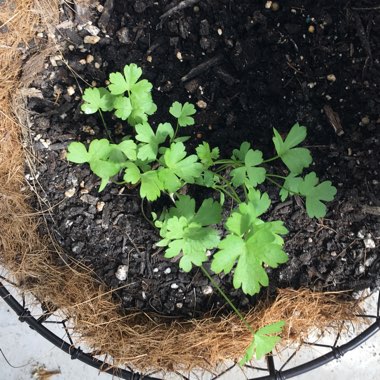 Petroselinum Crispum 'Flat-Leafed'