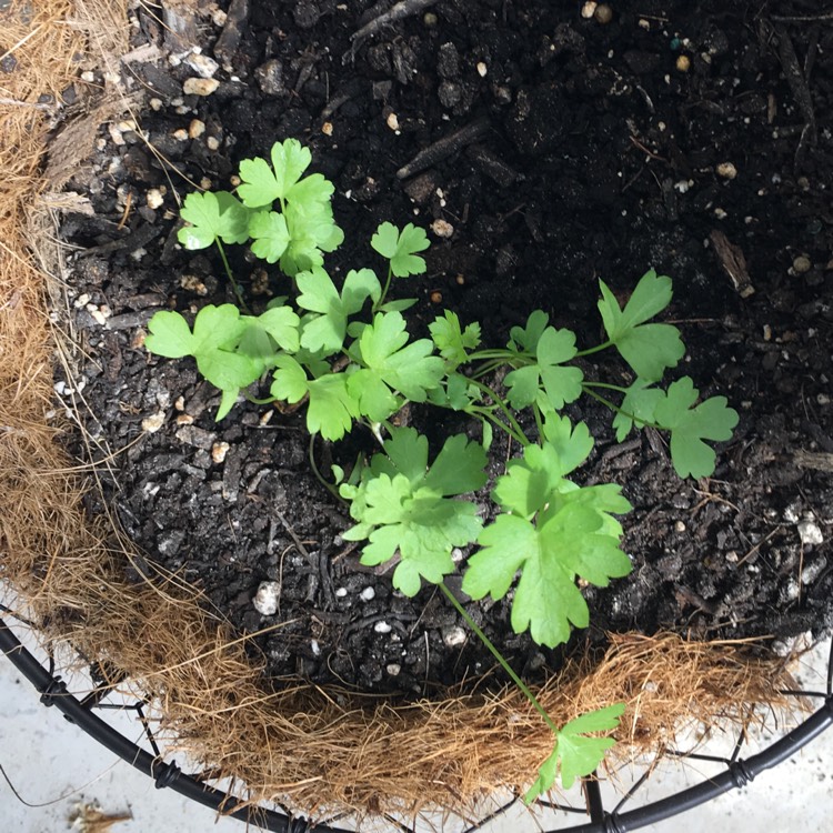 plant image 959250