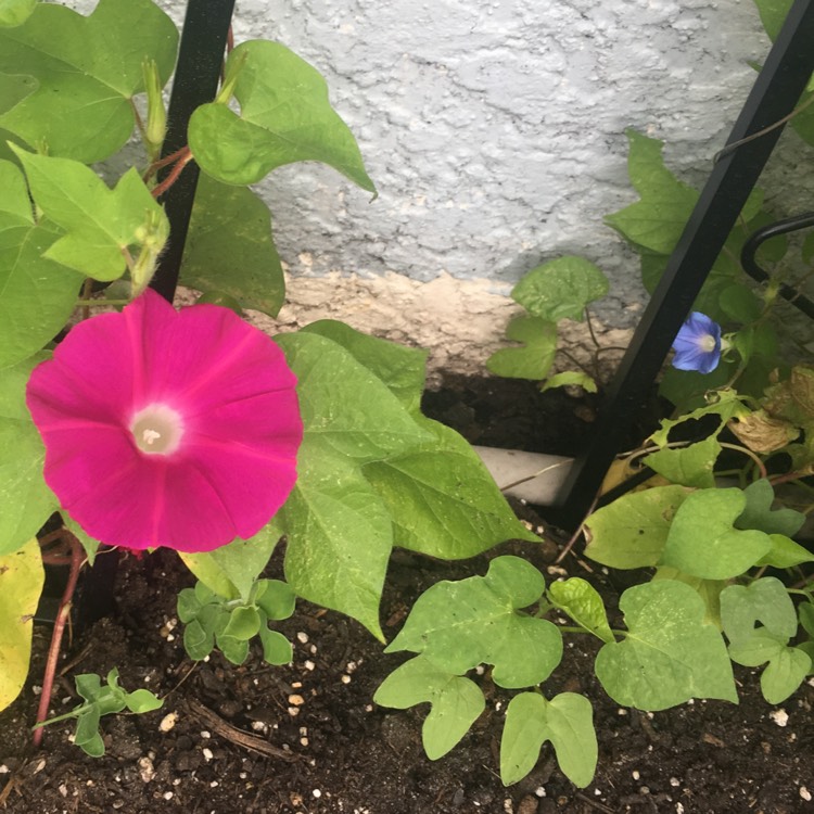 plant image 961737