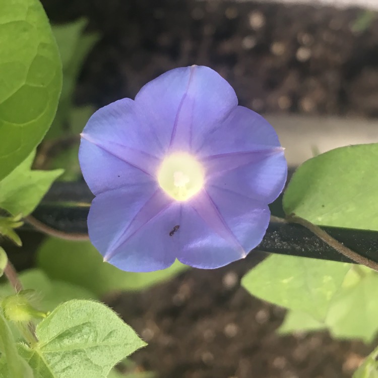 plant image 961738