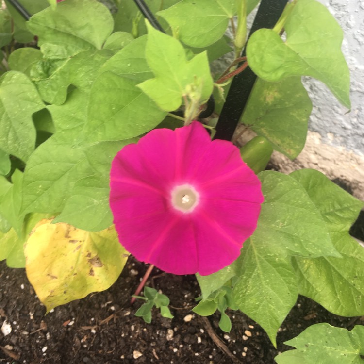 plant image 961740