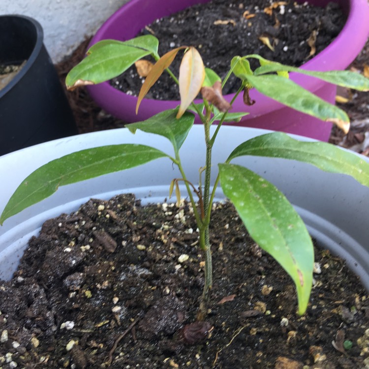 plant image 965000